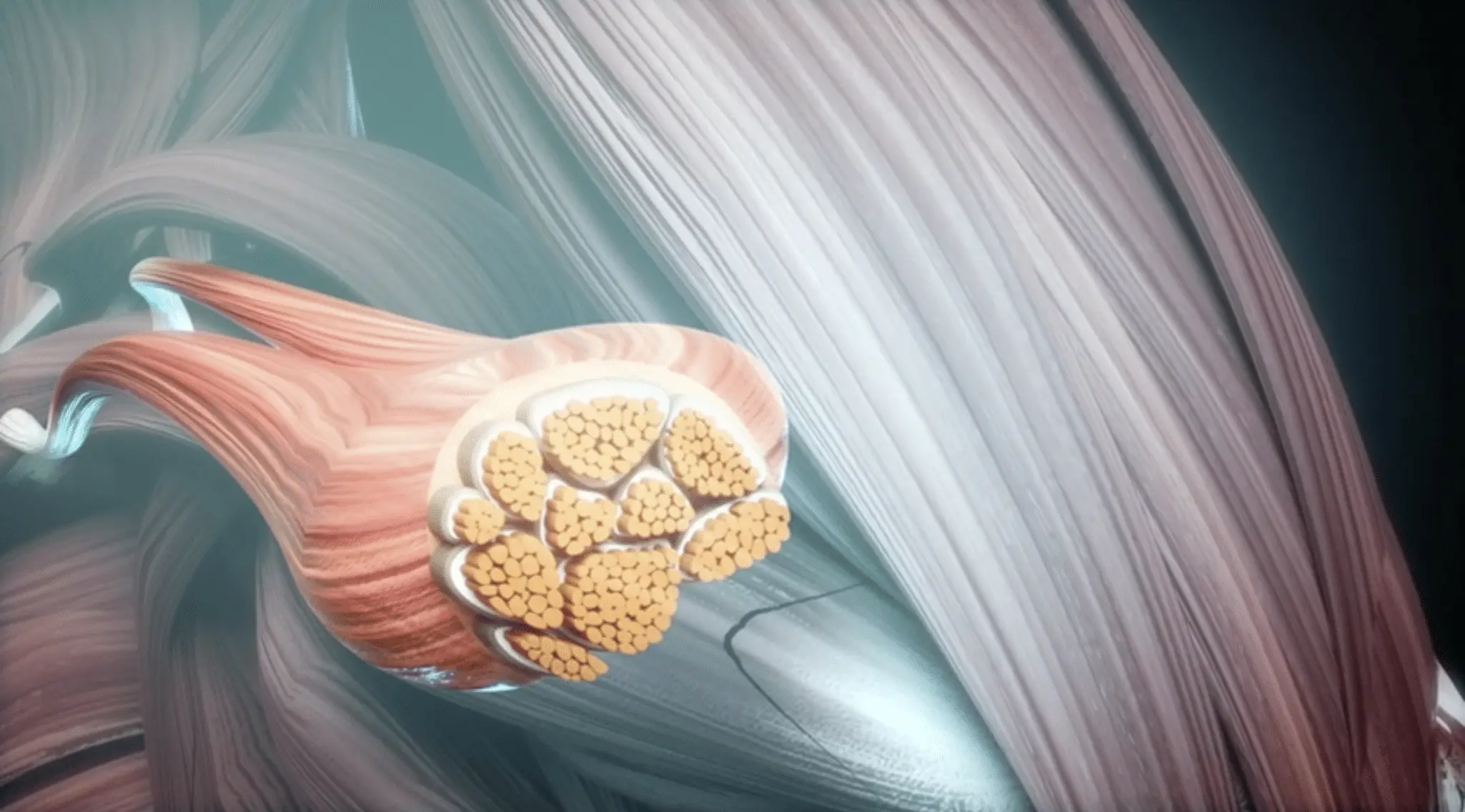 Le fascia et ses mystères Olivier Persenda